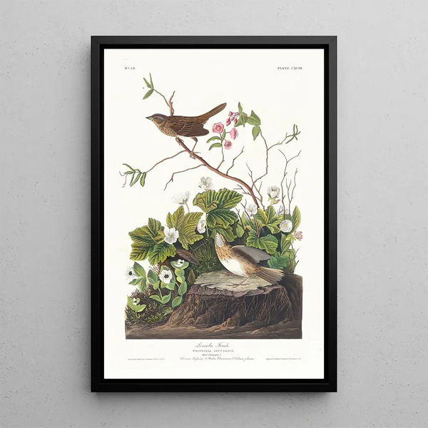 Lincoln's Song Sparrow - John James Audubon — framed artwork on a wall