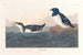 Little penguin - John James Audubon — artwork view