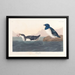 Little penguin - John James Audubon — framed artwork on a wall