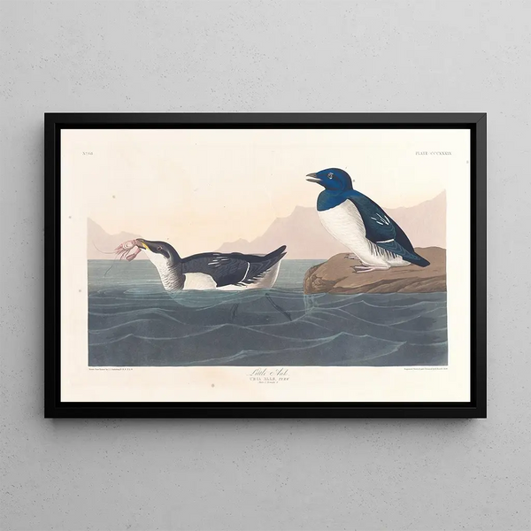 Little penguin - John James Audubon — framed artwork on a wall