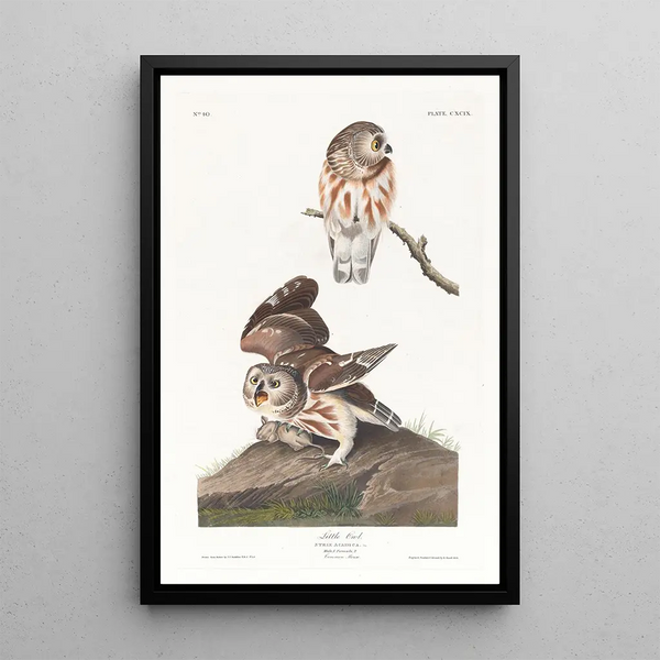 Little Owl of Europe - John James Audubon — framed artwork on a wall
