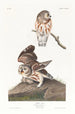 Little Owl of Europe - John James Audubon — artwork view