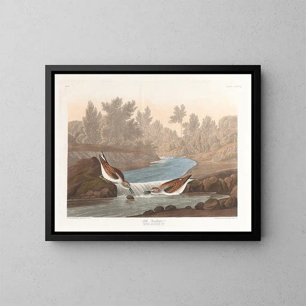 Petit bécasseau - John James Audubon — framed artwork on a wall