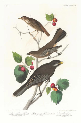 Brown Thrasher - John James Audubon — artwork view