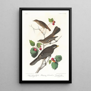 Brown Thrasher - John James Audubon — framed artwork on a wall