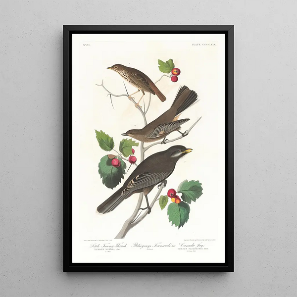 Brown Thrasher - John James Audubon — framed artwork on a wall