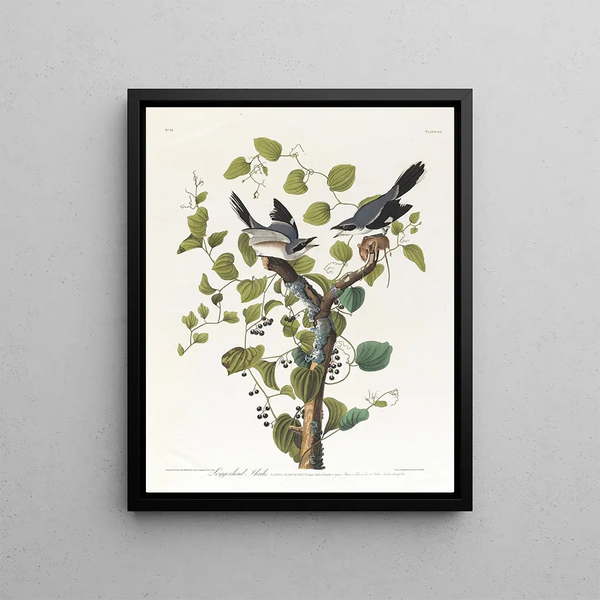 Pie-grièche migratrice - John James Audubon — framed artwork on a wall