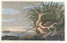 Curlew Long-billed - John James Audubon — artwork view