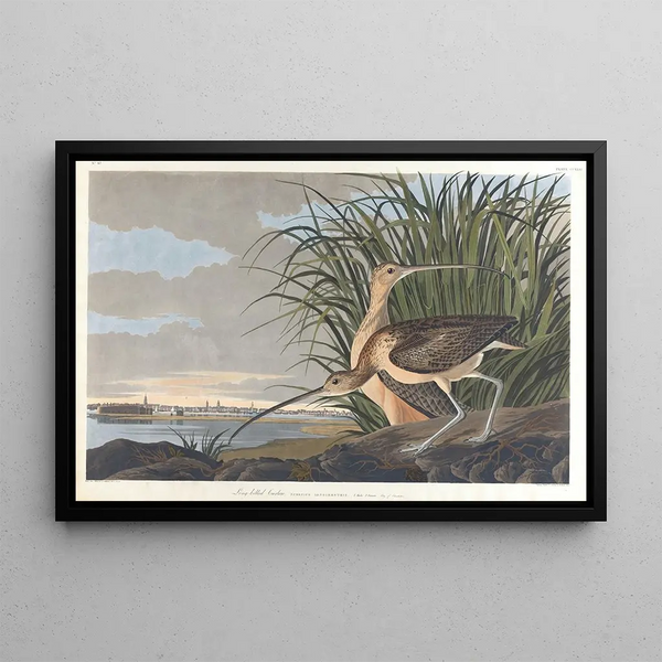 Curlew Long-billed - John James Audubon — framed artwork on a wall