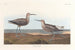 Bécasseau à longues pattes - John James Audubon — artwork view