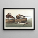 Long-tailed Duck - John James Audubon — framed artwork on a wall