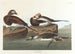 Long-tailed Duck - John James Audubon — artwork view