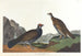 Long-tailed Grouse or Dark Grouse - John James Audubon — artwork view