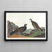 Long-tailed Grouse or Dark Grouse - John James Audubon — framed artwork on a wall