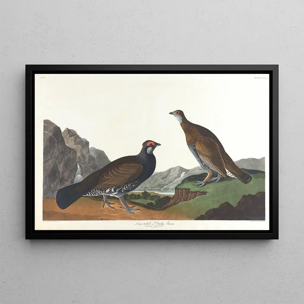Long-tailed Grouse or Dark Grouse - John James Audubon — framed artwork on a wall