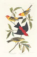 Louisiane Tangara Scarlet - John James Audubon — artwork view
