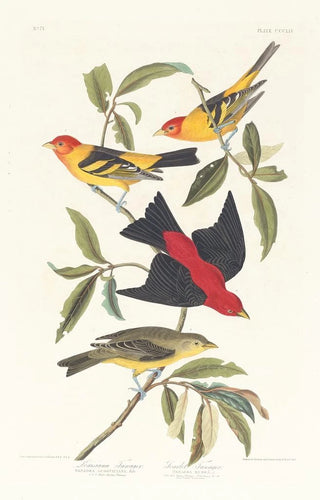 Louisiane Tangara Scarlet - John James Audubon — artwork view