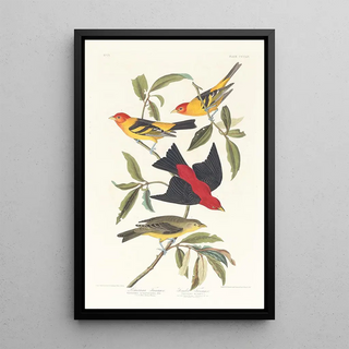 Louisiane Tangara Scarlet - John James Audubon — framed artwork on a wall