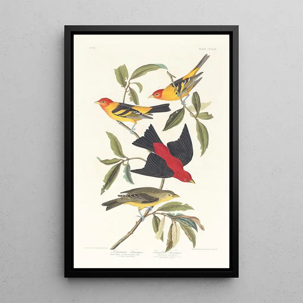 Louisiane Tangara Scarlet - John James Audubon — framed artwork on a wall