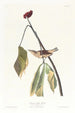 Louisiana Brown Thrasher - John James Audubon — artwork view