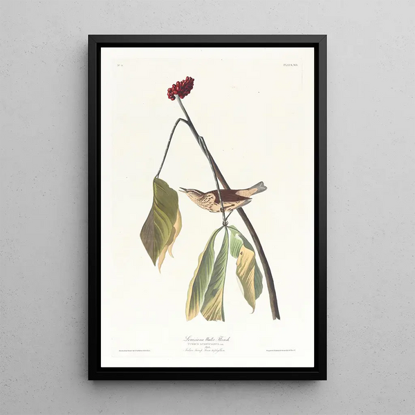 Louisiana Brown Thrasher - John James Audubon — framed artwork on a wall