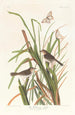 Pinson de MacGillivray - John James Audubon — artwork view