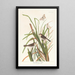 Pinson de MacGillivray - John James Audubon — framed artwork on a wall