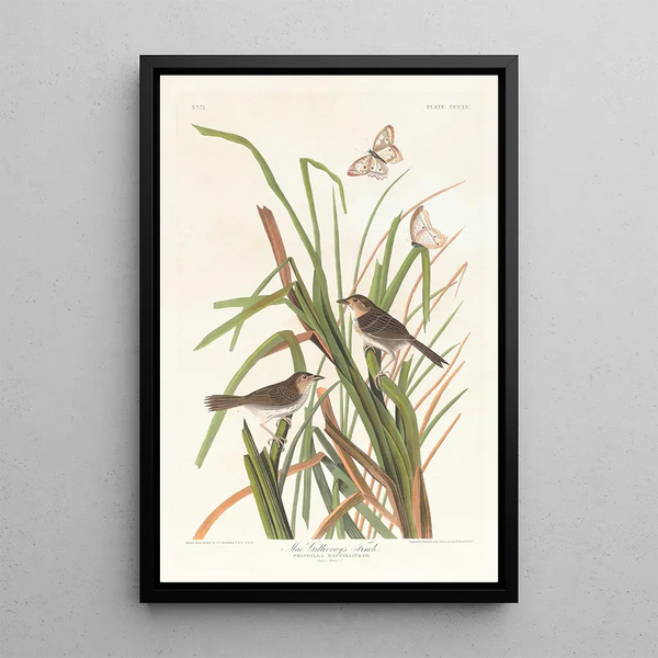 Pinson de MacGillivray - John James Audubon — framed artwork on a wall