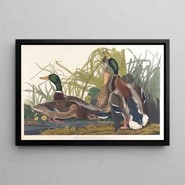 Duck Drake - John James Audubon — framed artwork on a wall