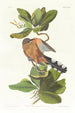 Coulicou des mangroves - John James Audubon — artwork view