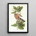 Coulicou des mangroves - John James Audubon — framed artwork on a wall