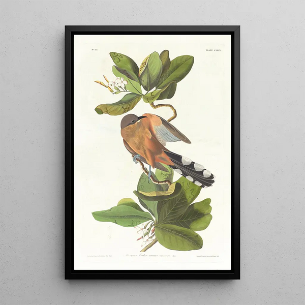 Coulicou des mangroves - John James Audubon — framed artwork on a wall
