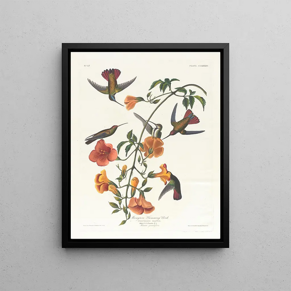 Mangrove Hummingbird Painting - John James Audubon — framed artwork on a wall