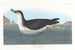 Puffin of the English - John James Audubon — artwork view