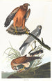 Marsh Harrier - John James Audubon — artwork view