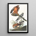 Marsh Harrier - John James Audubon — framed artwork on a wall