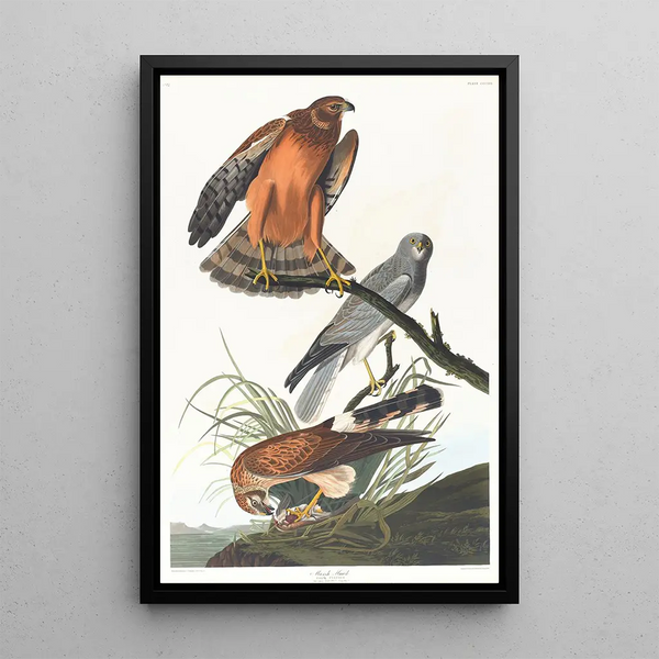 Marsh Harrier - John James Audubon — framed artwork on a wall