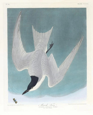 John James Audubon - Marsh tern.webp
