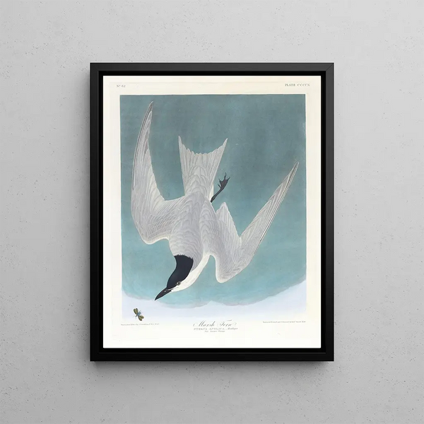 Sterne des marais - John James Audubon — framed artwork on a wall