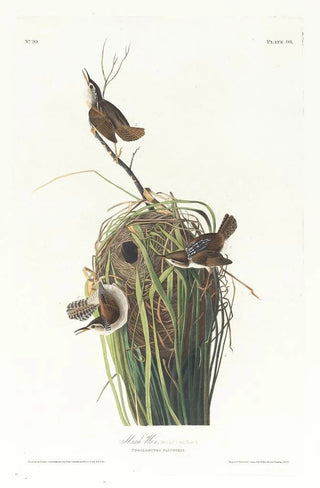 Troglodyte des marais - John James Audubon — artwork view