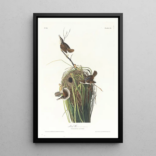 Troglodyte des marais - John James Audubon — framed artwork on a wall