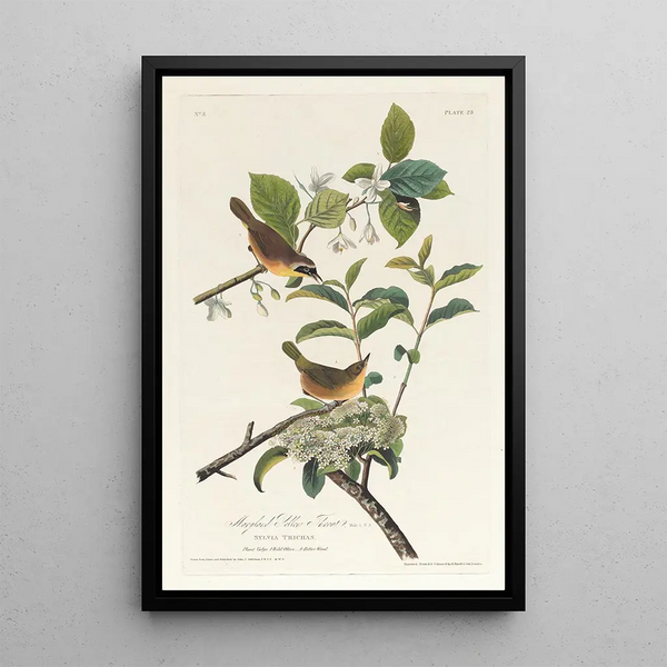 Maryland Warbler Painting - John James Audubon — framed artwork on a wall