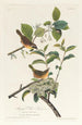 Maryland Warbler Painting - John James Audubon — artwork view