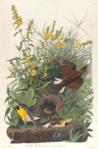 Sturnelle des prés - John James Audubon — artwork view