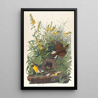 Sturnelle des prés - John James Audubon — framed artwork on a wall