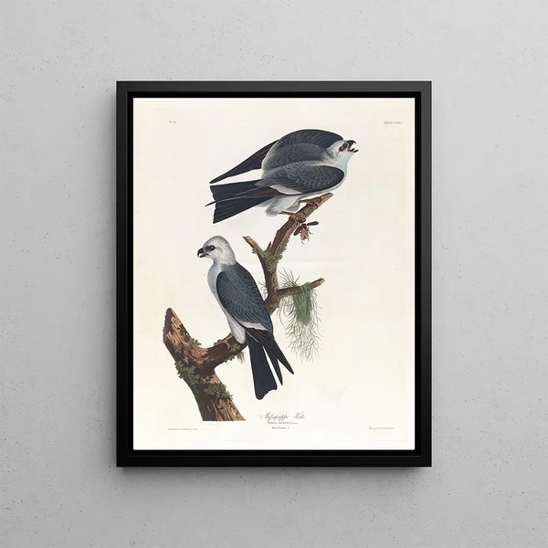 Mississippi Kite Painting - John James Audubon — framed artwork on a wall
