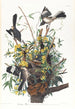 Mockingbird - John James Audubon — artwork view