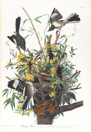 Mockingbird - John James Audubon — artwork view