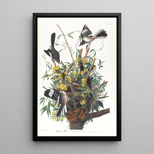Mockingbird - John James Audubon — framed artwork on a wall