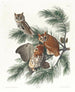 Owl-banded painting - John James Audubon — artwork view